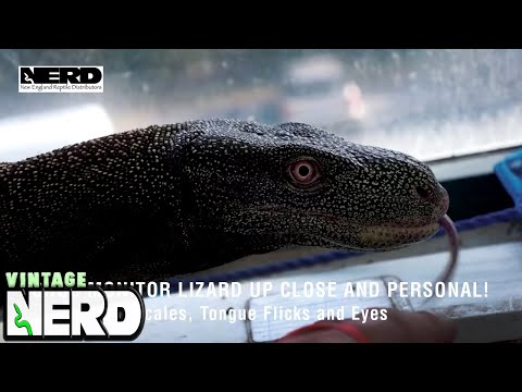 Croc Monitor Lizard Up Close and Personal! - Scales, Tongue Flicks and Eyes