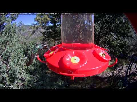 Male Rivoli's Hummingbird Zooms In For A Sip – Nov. 2, 2017