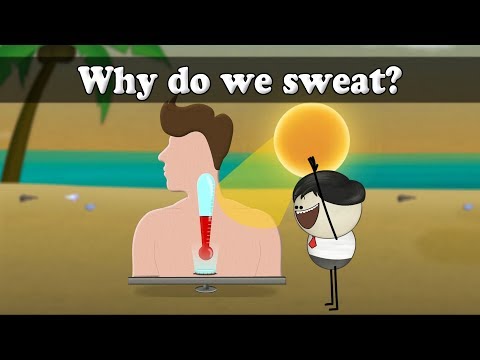 Why do we sweat? | #aumsum #kids #science #education #children