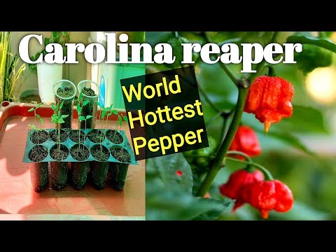 How to grow Carolina reaper Chilli 😳🥵🤯😰 from seeds |  दुनिया की सबसे तीखी मिर्ची Video