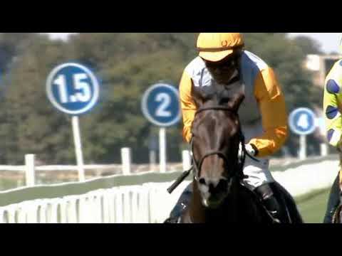 ROYAL WULFF - BET WITH THE BEST WSB MR 80 HANDICAP 3/4/21