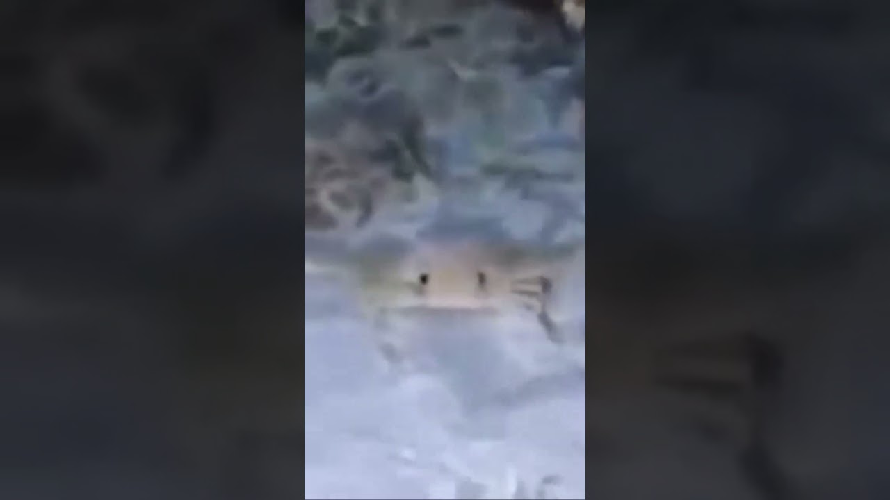 Hello crab wunk!!! :D!