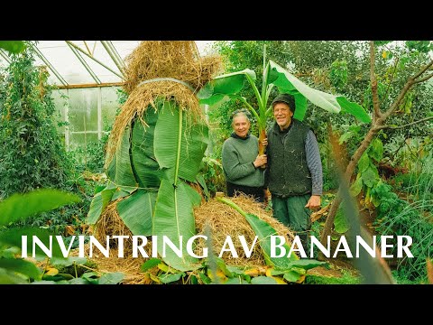Så övervintrar vi våra bananplantor | Invintring i kallväxthus på Djupadal