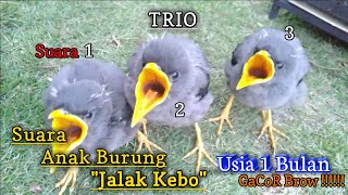 Download lagu Suara Anak Jalak Kebo Umur/Usia 1 Bulan||Mantap|| GaCoRRR...... Terbaru!!!! mp3