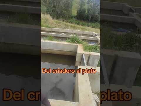 TRUCHA FRITA RECIEN SACADA DEL CRIADERO #huancabamba#trucha #peru#piura #campo