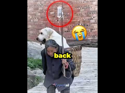 “This Loyal Dog Never Let His Owner Work Alone… Until One Day 💔🥹”