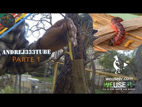 Quale dottore tratta helminth I parassiti in un naso come liberarsi