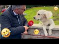 I dare you not to LAUGH at these FUNNY DOGS 😁🦮 - Best Funny Animals Videos 2025 #54 DEFAULT Thumbnail