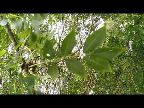 Esche (Waldbäume bestimmen für Jagdprüfung BW)