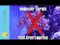 Top 7 Beginner Corals That Aren T Boring