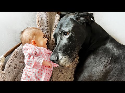 When Big Dogs Prove They’re Always the Best Babysitters ❤️ Cute Dog and Baby Compilation
