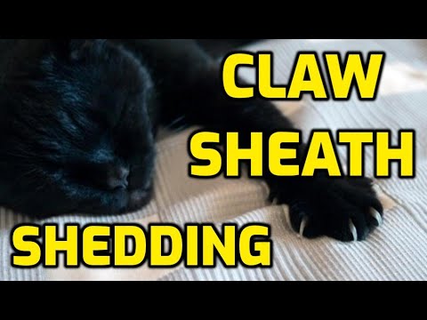 Why Are My Cat's Claws Shedding?