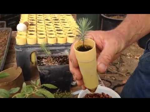 Propagating Pinion Pine Nuts