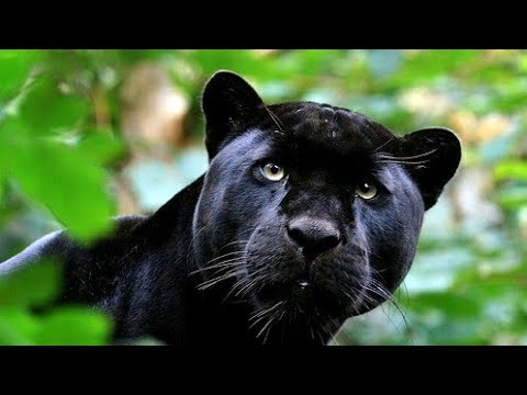 Interesting facts about black panthers.🐈‍⬛