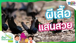 ผีเสื้อแสนสวย | บ้านนักวิทยาศาสตร์น้อย