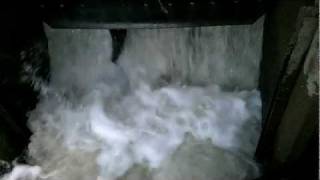 preview picture of video 'Voights Creek Hatchery - Salmon Run 2011 - Orting, WA - #2'