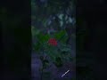 Ennathan Sugamo Nenjile Song Whatsapp Status Theeratha Mogam Naan Konda Neram Song