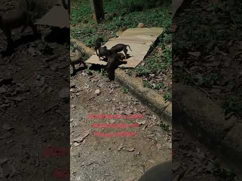 tratando dos Pets abandonados em Minaçu Goiás ASPAM #pets