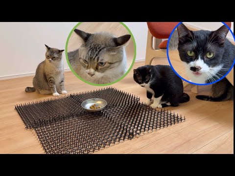 【ドッキリ】トゲトゲ猫避けマットにご飯を置いてみたら…３匹の反応まとめ！