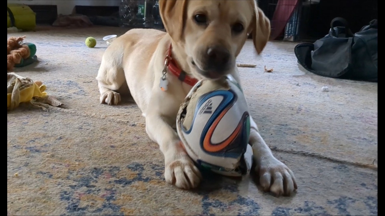 Enlarge Mara 2, a Adoptable Yellow Labrador Retriever in Killingworth, CT video 6/6