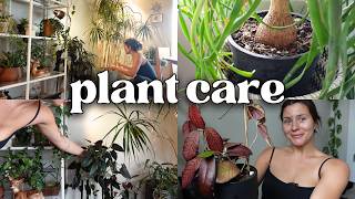 My plants need a refresh!