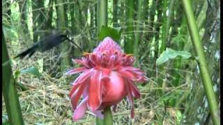 preview picture of video 'A Green Hermit visits torch ginger'