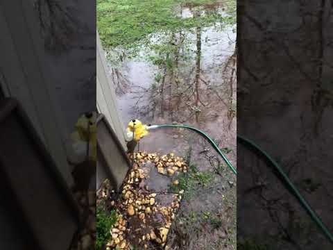 Wayne Waterbug drain yard puddles. Standing water in yard - SOLVED!