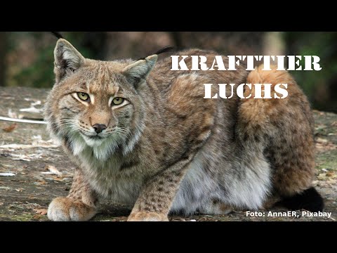 18 - Scharfsinn & Klarheit - Krafttier Luchs - Botschaften und Affirmation