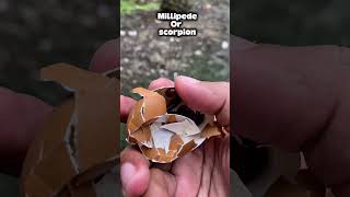 Download lagu Millipede Or scorpion mp3 Download lagu Millipede Or scorpion mp3