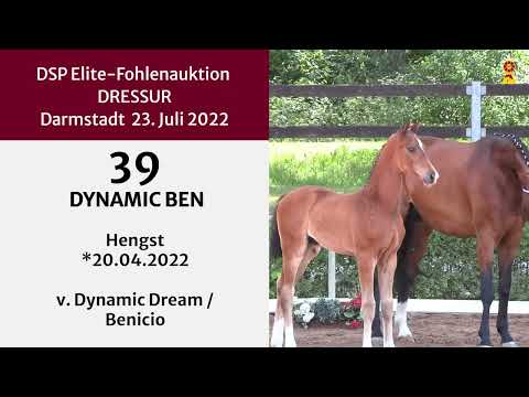 KN 39: Hengstfohlen v. Dynamic Dream/Benicio