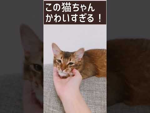 ソマリ(猫) – 定義