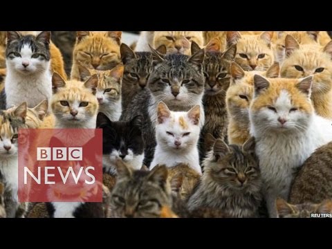 Japan's Cat Island / BBC News