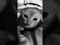 Hellow My Name Is Muhammad Sumbul CatMeme Shorts