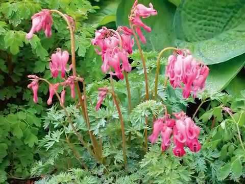 download lagu mp3 mp4 Candy Love Lenten Rose, download lagu Candy Love Lenten Rose gratis, unduh video klip Candy Love Lenten Rose