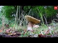 Boswachter Evert Thomas zag nog nooit zoveel paddenstoelen in Drentse bossen