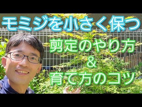 érable-Japon-feuilles-aubergine-noires-herbe-Japon