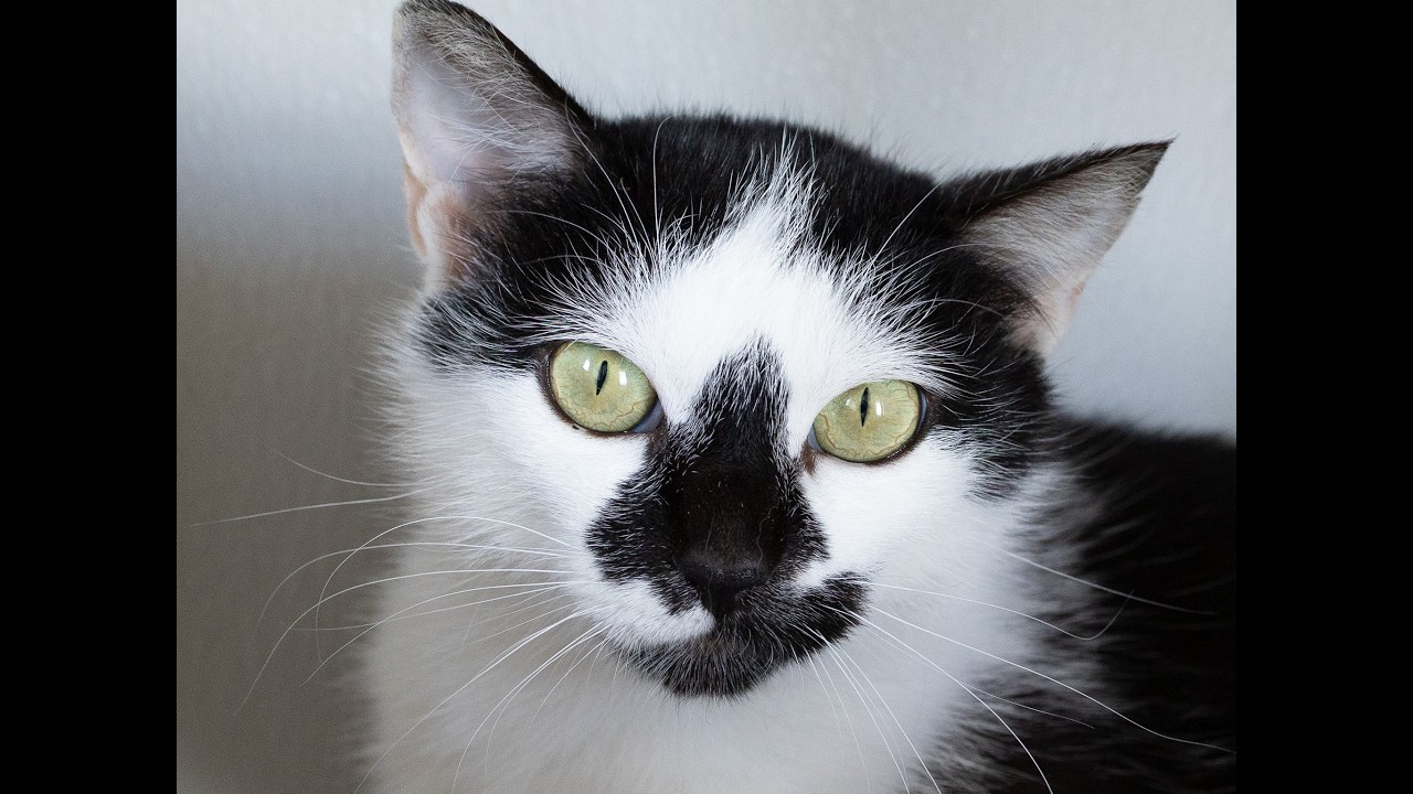 Frisco, a Adoptable mixed breed in Monroe, WA video 6/6