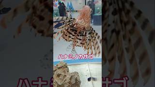 ハナミノカサゴ