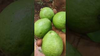Download lagu If you leave it as fruit, it will grow#gardening #guava #shortsviral mp3