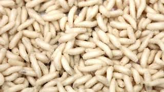 How to Identify and Get Rid of Cabbage Root Maggots
