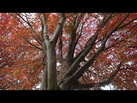 Bunt sind schon die Wälder - mit Text