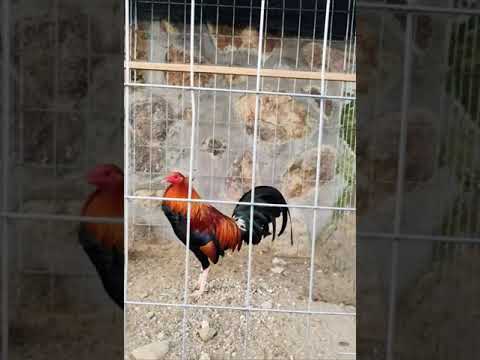 Kelso George Neal Line