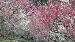 preview picture of video '滋賀 石山寺 梅園 Ishiyama-dera Temple with plum blossoms(2014-03)'