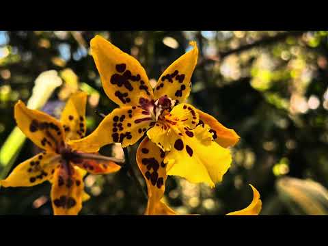 Descubre Orquídeas de los Andes: Tu escapada natural a un paso de Bogotá