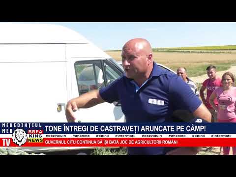 TONE ÎNTREGI DE CASTRAVEȚI ARUNCATE PE CÂMP!