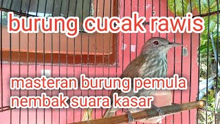 Download lagu burung cucak rawis gacor‼️ untuk masteran dan pancingan.. @aguslovebritd7887 mp3 Download lagu burung cucak rawis gacor‼️ untuk masteran dan pancingan.. @aguslovebritd7887 mp3