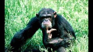 Alborosie--Shut U Mouth