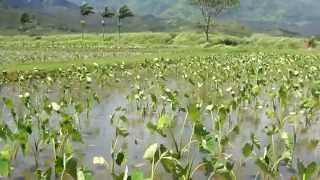 preview picture of video 'taro fields in Hanalei Valley'