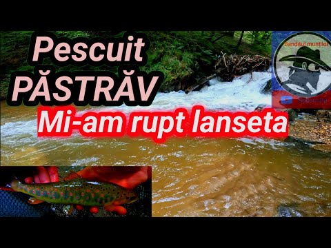 Mi-am rupt lanseta în timp ce pescuiam la PĂSTRĂV pe RÂU 🙋! Munții Apuseni! trout fishing!
