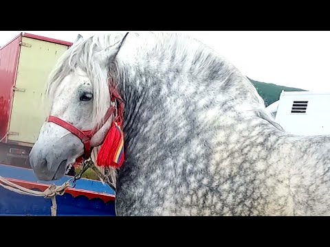 Târg expozițional de cai Gilău-Cluj 10 Iunie 2023